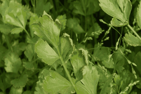 防治芹菜斑点病的方法有哪些(防治芹菜斑点病的方法是什么)